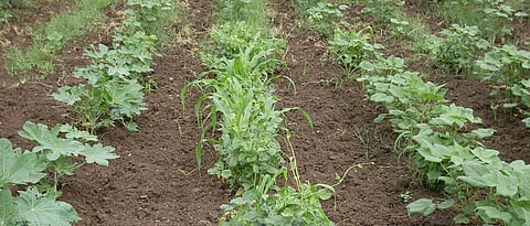 The use of trap crops is beneficial in cotton