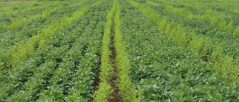 Soybean, Tur