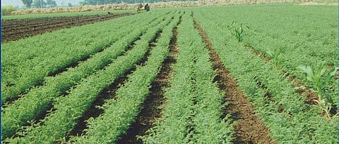  Chana Cultivation