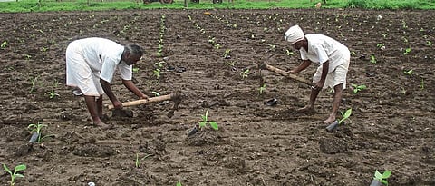 Banana Planting