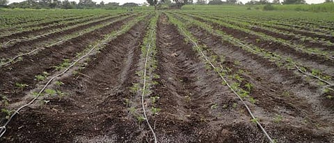 Improved okra cultivation technology
