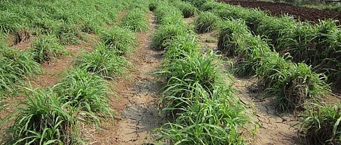 Hybrid Nepiyar Fodder Crop