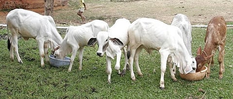 Calf Dysentery