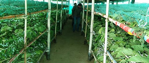 संगोपनगृहातील तापमान उष्ण ठेवण्याचा प्रयत्न करावा.
