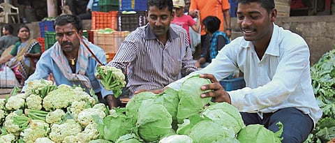 Cabbage
