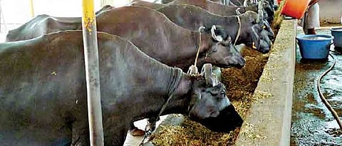 A balanced, complete diet helps to improve the breeding capacity of animals.