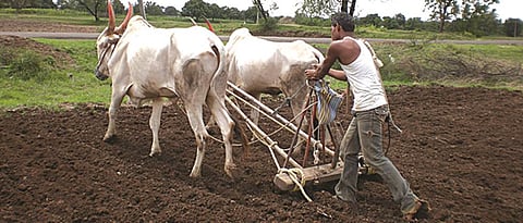 Rabi Sowing 