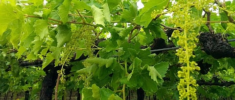  Grape Advisory 