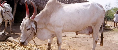 Identify symptoms of pinnas disease in animals 