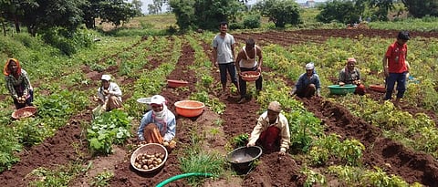   vegetable crops