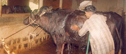 Cattle and animal hygiene needs to be maintained for gochid control.