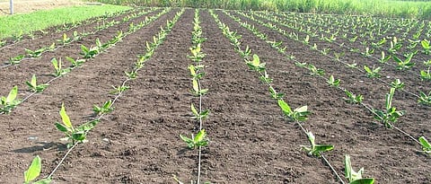  Irrigation Water