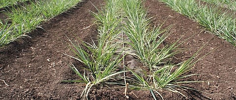 sugar cane cultivation