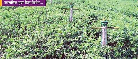 The use of fertile soil and biofertilizers for strengthening the growth of the crop.
