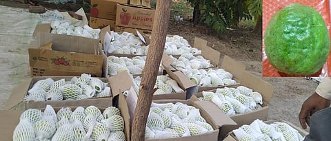  after grading Guava fruits are packed in boxes