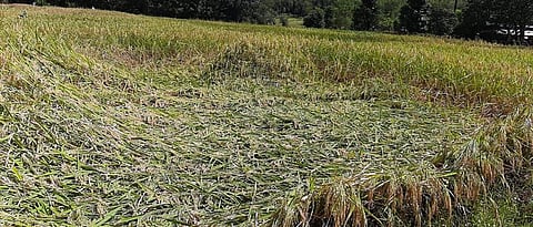 Crop Damage