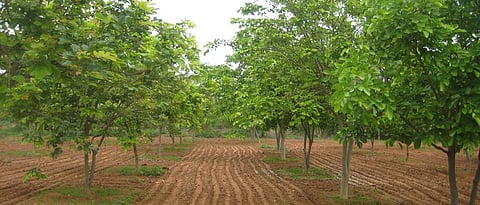 forest plantation
