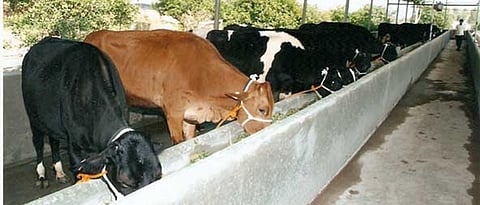 Milk animals should be given adequate amount of animal feed.