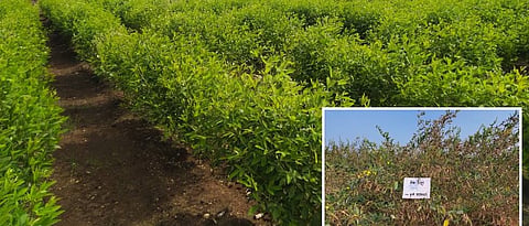 Pigeon pea Phule Rajeshwari