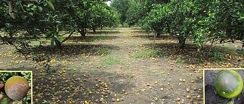 Brown fruit rot control in citrus fruits