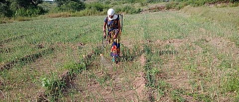 Sangita Pawar while spraying onion crop.