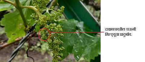 Outbreaks of Downy mildew on grape bunches.