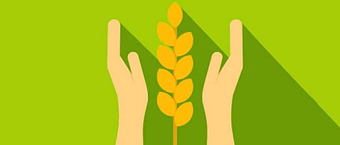 Crop Insurance