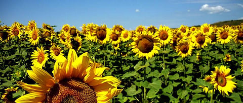 Sunflower sowing