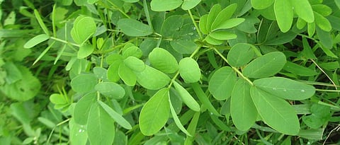 टाकळ्याचे झुडूप