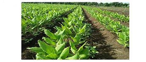 Jaywant Lokhande's turmeric 4.116 kg production bet