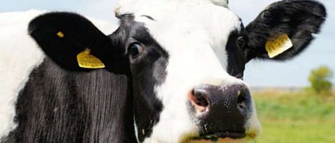 lets see details about Animal aadhar card