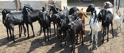 Free guidance of goat farming by university expert-mutton purpose goat breed