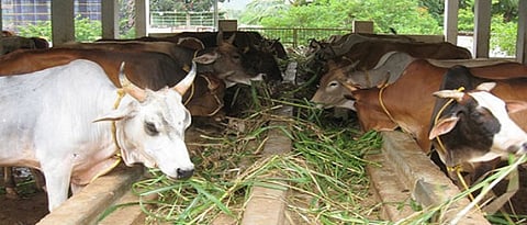 जनावरांचा गोठा बांधण्याच्या दोन पद्धती