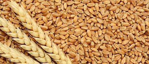 Wheat Rate | Wheat Market | Wheat Production