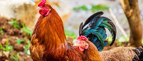 Different Breeds to be reared in Backyard Poultry