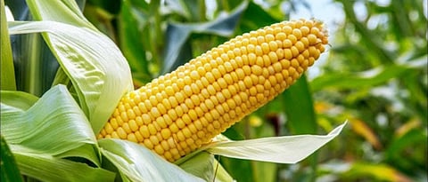 Maize