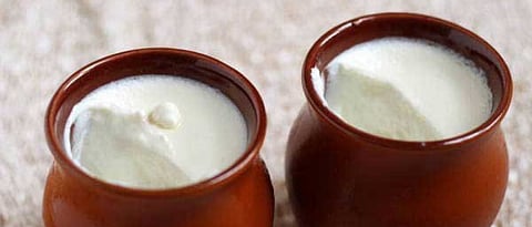 Curd and Yogurt difference