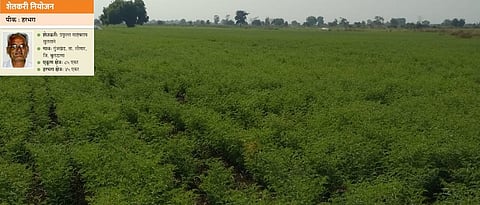  प्रफुल्ल सुलताने यांच्या शेतात बहरलेले हरभरा पीक.