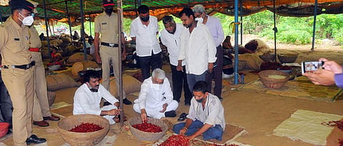 भौगोलिक मानांकन असलेल्या भिवापुरी मिरचीची माहिती घेताना कृषिमंत्री दादा भुसे.