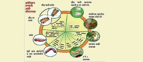 चारा मक्यावरील लष्करी अळीचे प्रभावी नियंत्रण