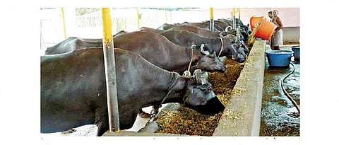 उत्तम वंशावळीसाठी कृत्रिम रेतन