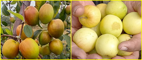 An attractive and round apple-shaped apple berry fruit that looks like an apple.