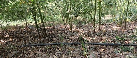 Organic curbs for soil fertility