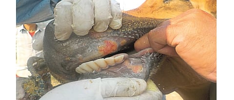 foot and mouth disease in cattle