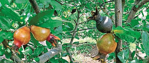pomegranate  