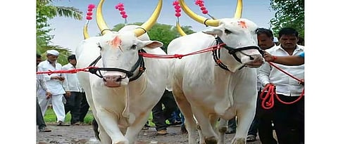 care of bulls should be taken while celebrating the bendur