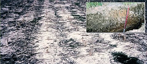 चुनखडीयुक्त जमिनींचे विविध प्रकार 