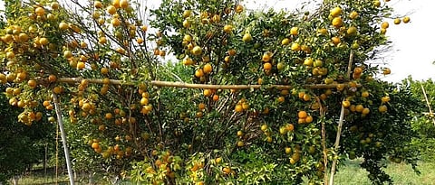 Citrus Estate