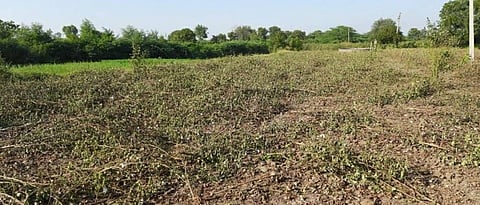 cotton crop 