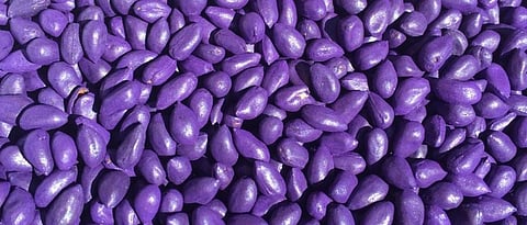 cotton seed